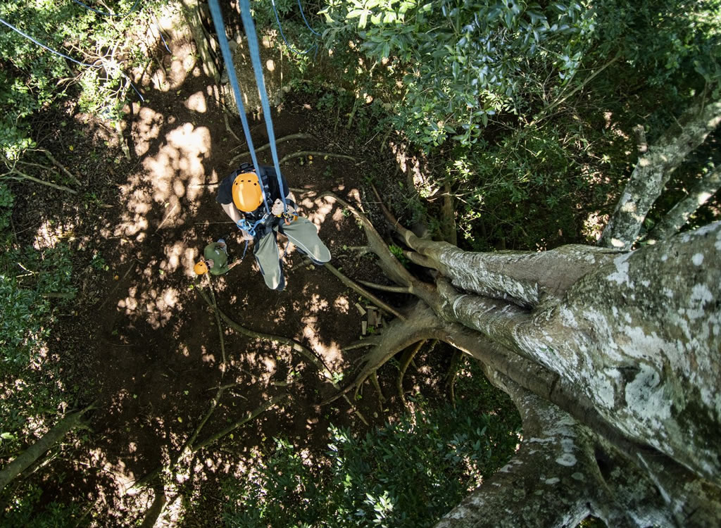 Aventura a Caballo y Experiencia Arbórea