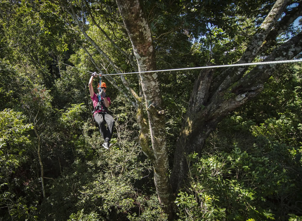 Aventura a Caballo y Experiencia Arbórea